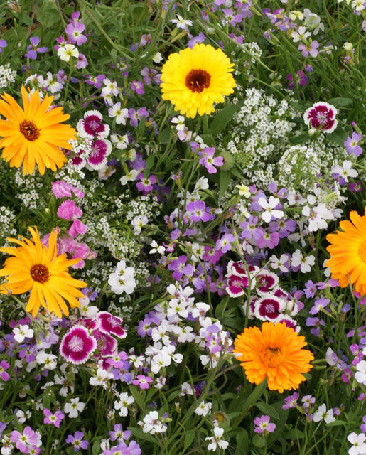 West Coast Seeds (Fragrant Flower Blend)