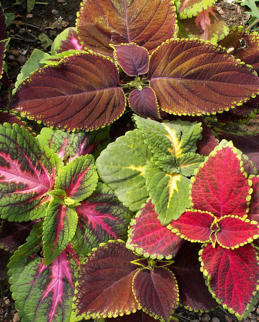 West Coast Seeds (Rainbow Mix Coleus)