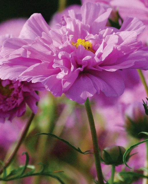 West Coast Seeds (Rose Bon Bon)