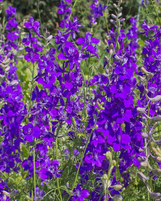 West Coast Seeds (Rocket Larkspur)