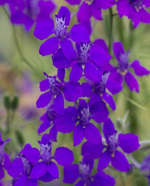 West Coast Seeds (Rocket Larkspur)