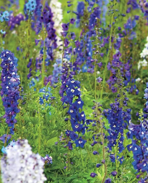 West Coast Seeds (Rocket Larkspur)