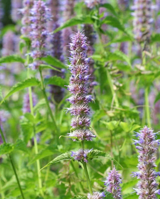 West Coast Seeds (Licorice Mint)