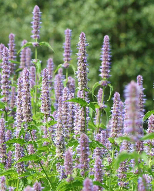 West Coast Seeds (Licorice Mint)