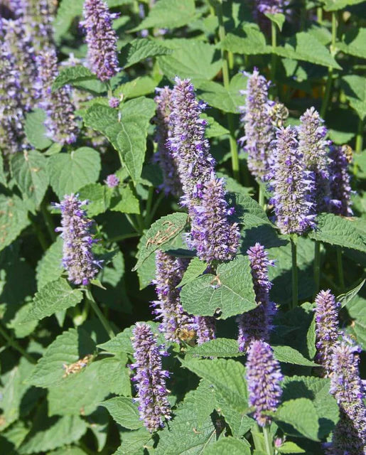 West Coast Seeds (Licorice Mint)