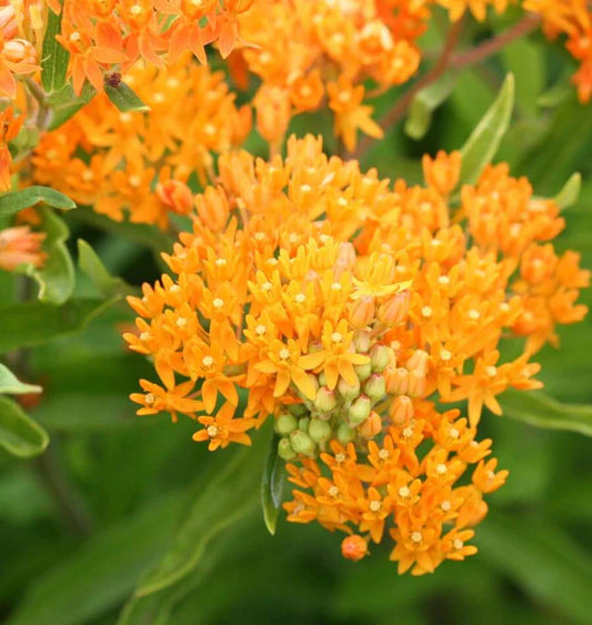 West Coast Seeds (Butterfly Bush Flower)