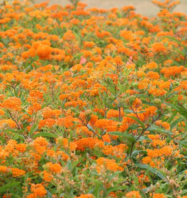 West Coast Seeds (Butterfly Bush Flower)