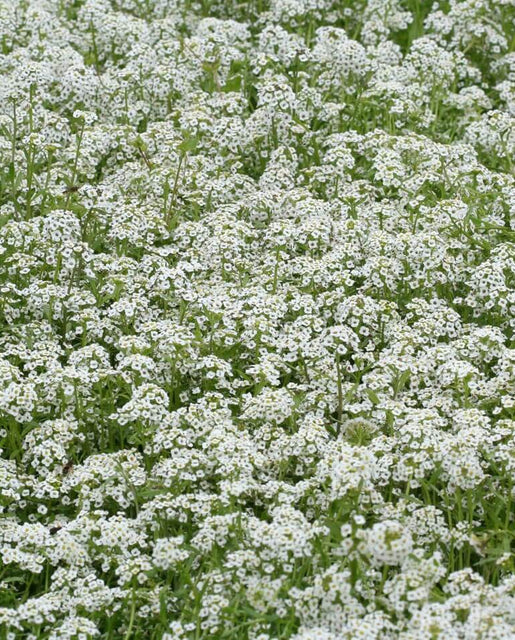 West Coast Seeds (Snow Cloth)