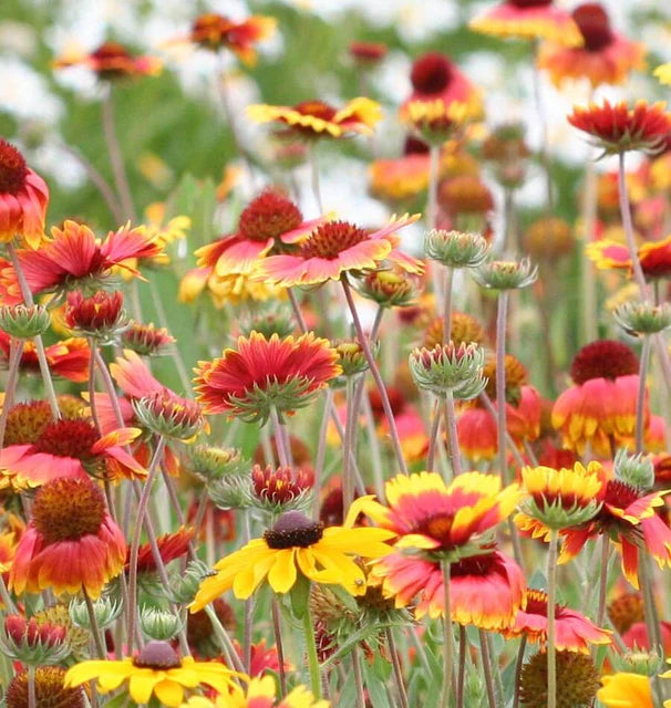 West Coast Seeds (Blanketflower Flower)