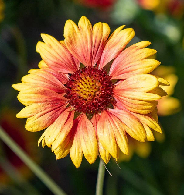 West Coast Seeds (Blanketflower Flower)