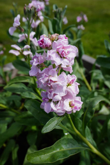 West Coast Seeds (Katz Cherry Blossom Flower)