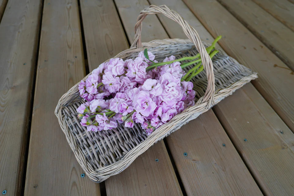 West Coast Seeds (Katz Cherry Blossom Flower)