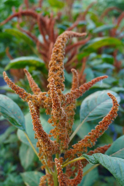West Coast Seeds (Hot Biscuits Flower)