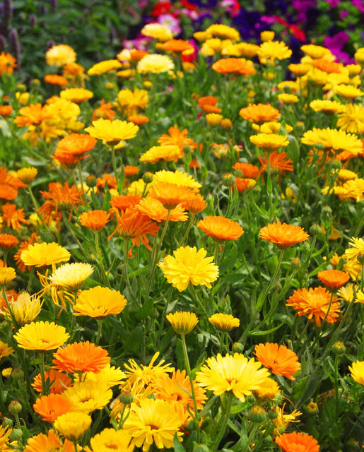 West Coast Seeds (Pacific Beauty Mix)
