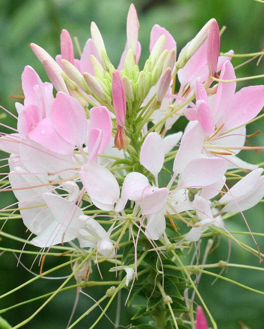 West Coast Seeds (Spider Flower Cleome Seeds)