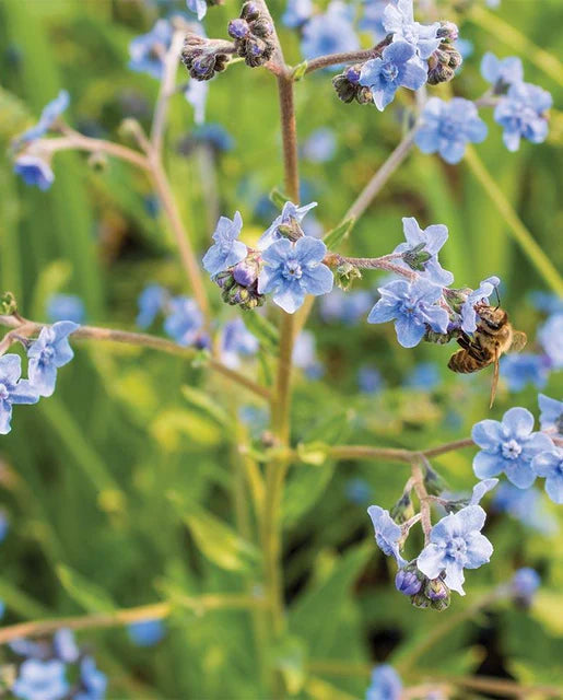 West Coast Seeds (Chinese Forget-Me-Nots)