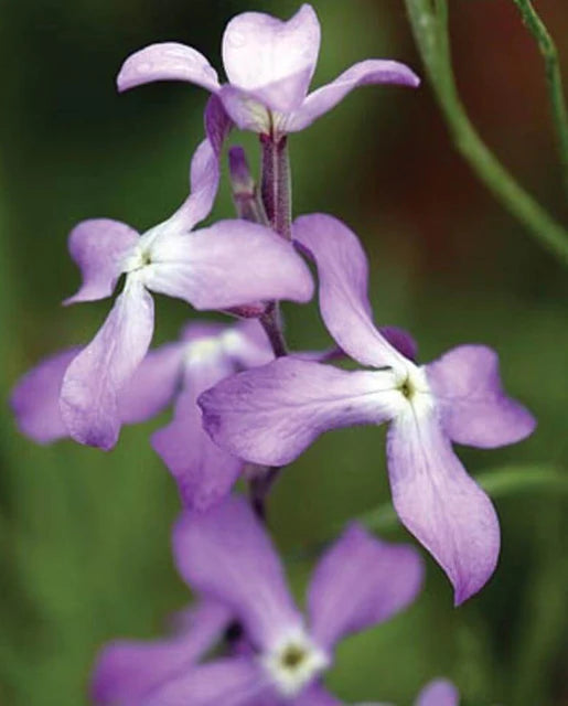 West Coast Seeds (Evening Scented Stocks)