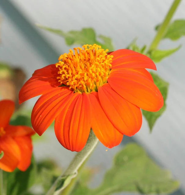 West Coast Seeds (Mexican Torch Flower)