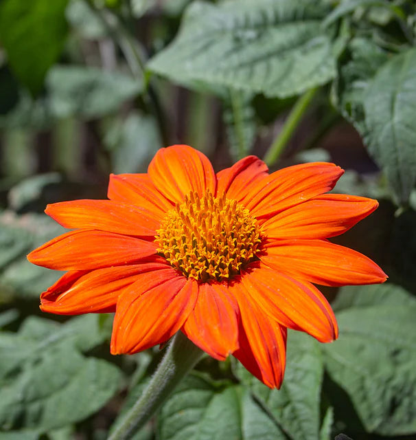 West Coast Seeds (Mexican Torch Flower)