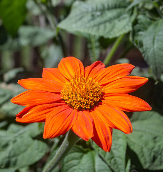 West Coast Seeds (Mexican Torch Flower)