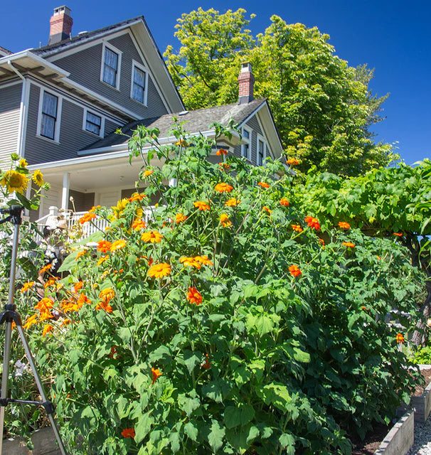 West Coast Seeds (Mexican Torch Flower)
