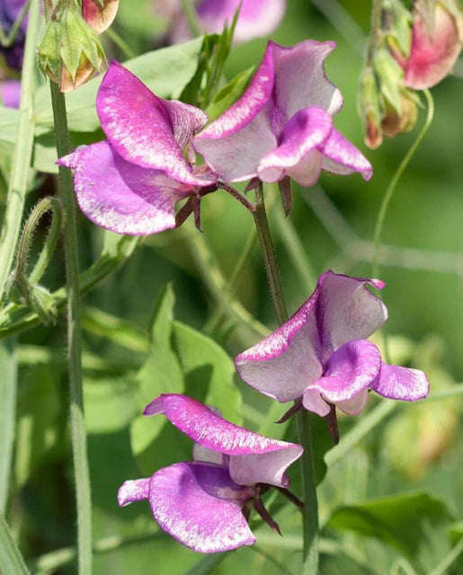 West Coast Seeds (Striped Butterfly Blend)