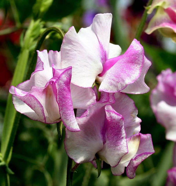 WCS Old Spice Blend Flower