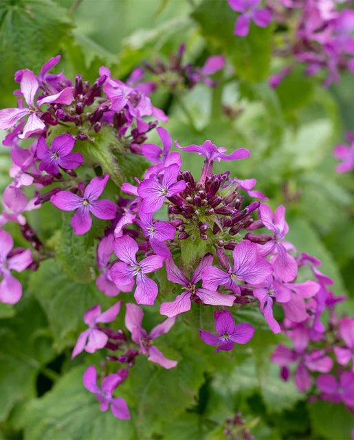 West Coast Seeds (Honesty)