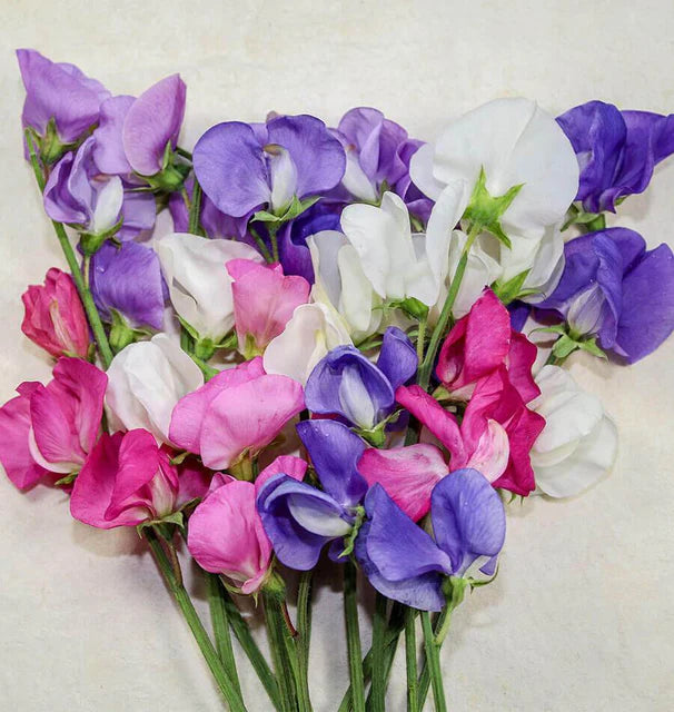West Coast Seeds (Early Multiflora Blend Flower)
