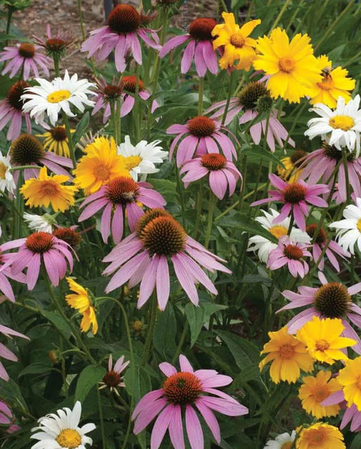 West Coast Seeds (Perennial Blend)