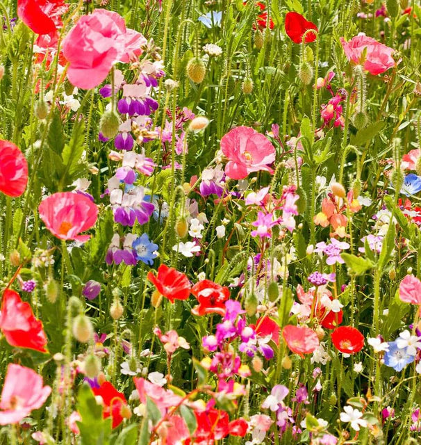 West Coast Seeds (Partial Shade Blend Flower)