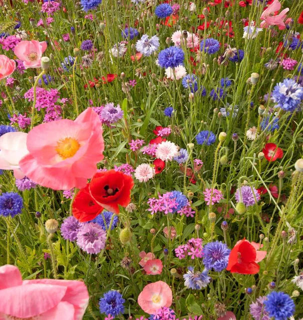 West Coast Seeds (Knee High Meadow Blend Flower)