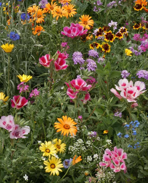West Coast Seeds (Knee High Meadow Blend Flower)
