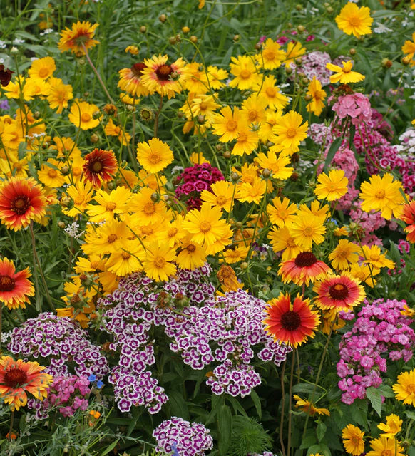 West Coast Seeds (Knee High Meadow Blend Flower)