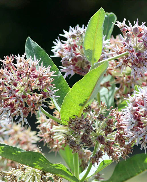 West Coast Seeds (Showy Milkweed)