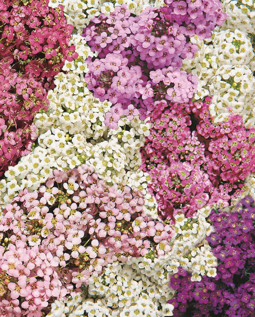 West Coast Seeds (Sweet Bliss Alyssum Blend)