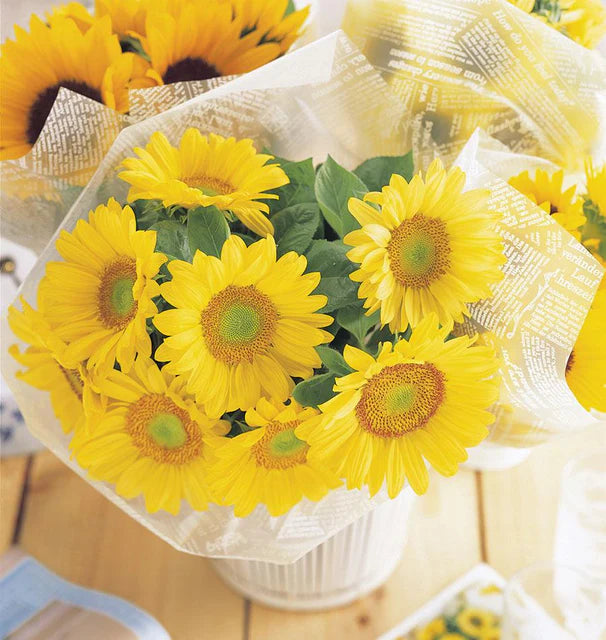 West Coast Seeds (Sunrich Lime Sunflower)