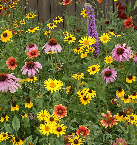 West Coast Seeds Wild Flowers (Great Lakes Blend)