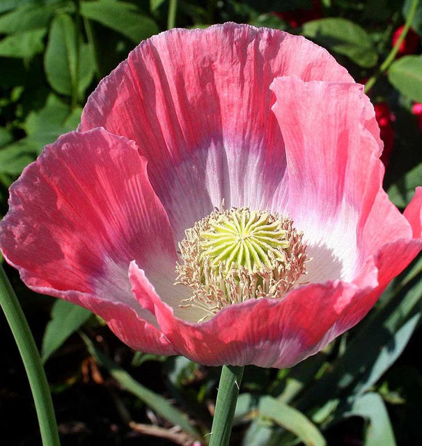 West Coast Seeds (Giganthemum Poppy)