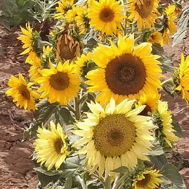 West Coast Seeds (Incredible Sunflower)