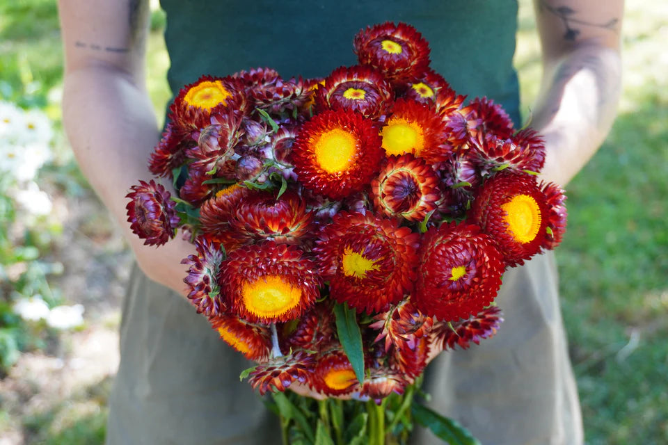 West Coast Seeds (Copper Red Flower)