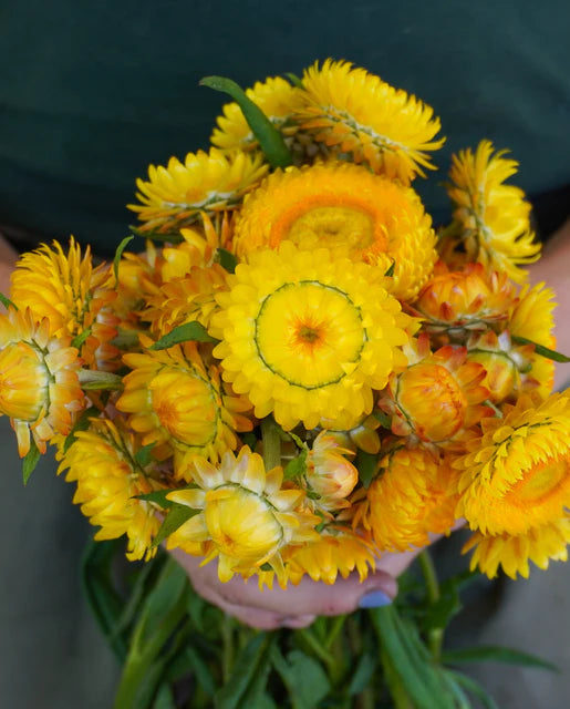 West Coast Seeds (Golden Yellow)