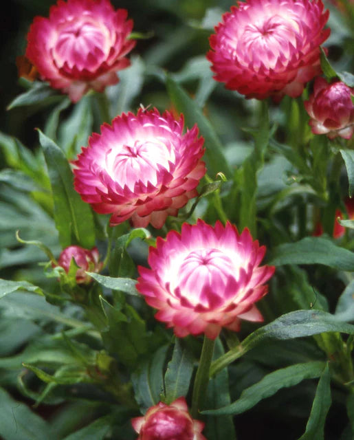 West Coast Seeds (Bright Rose)
