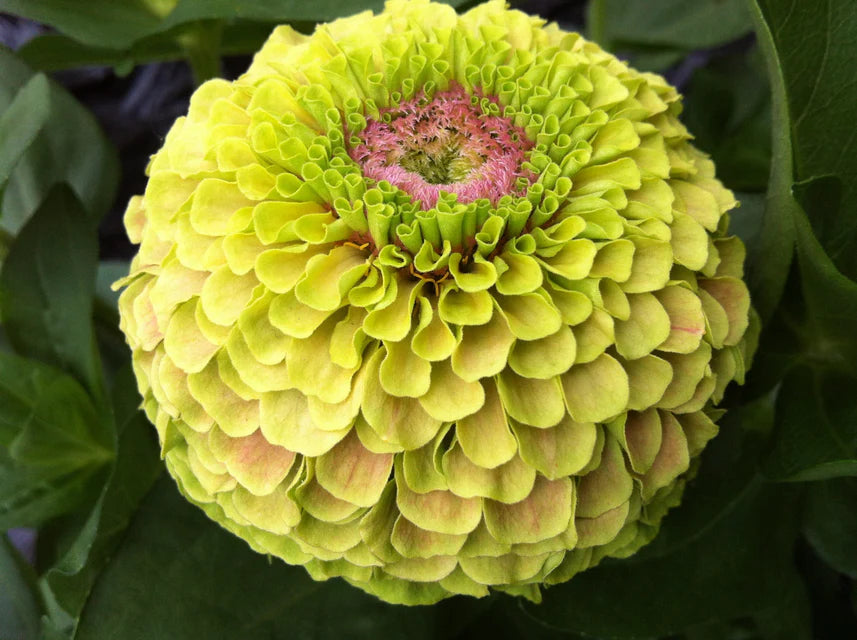 West Coast Seeds (Queeny Lime with Blotch Flower)