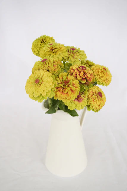 West Coast Seeds (Queeny Lime with Blotch Flower)