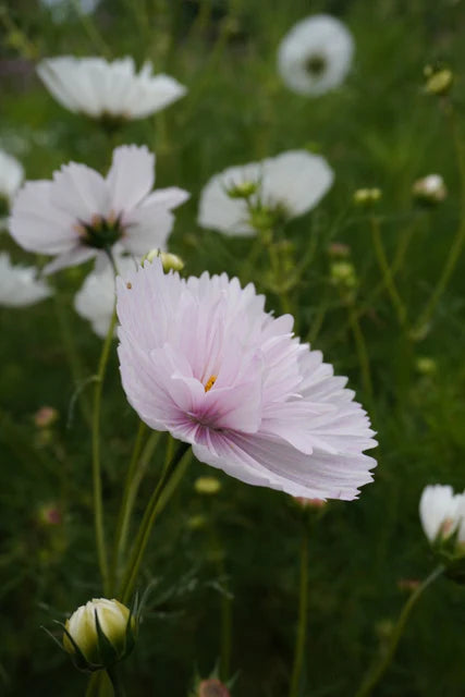 West Coast Seeds (Cupcakes Blush Flower)