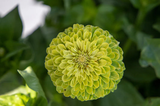 West Coast Seeds (Benary's Giant Lime Flower)