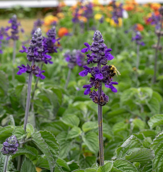 West Coast Seeds (Big Blue Salvia)