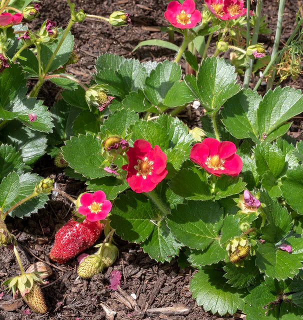 West Coast Seeds (Rose Berries Galore F1 Strawberry)