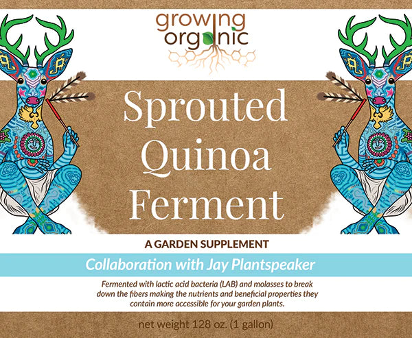 Growing Organic Sprouted Quinoa Ferment (Garden Supplement)